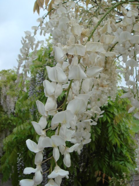 Wisteria sinensis 'Alba' fleur